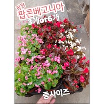 팝콘베고니아-중 3개 6개/팡팡 터지는 모습을 보니 왜 팝콘 베고니아 이름이 붙었나, 6개