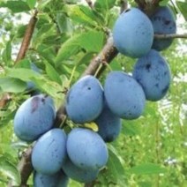 서양자두 푸룬(슈가) 접목1년생 특묘 2그루, 2개