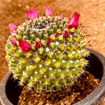 [올식스] 옹옥금 188 선인장 다육금 다육식물 다육이 키우기