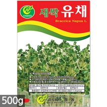 청농종묘 대용량 무순 새싹 씨앗 500g - 새싹씨앗 무순씨앗 무순새싹씨앗 새싹무순 무순씨 새싹씨앗무순, 04_새싹대용량_유채(500g)