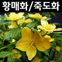 황매화/죽도화 나무 묘목 키1.0m 3개/정원/공원/조경수