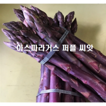 아스파라거스 씨앗 종자 자색 퍼플 아시아종묘 40립, 퍼플 80립
