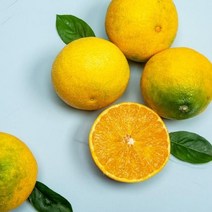 제주도황금향 2kg 3KG 서귀포 선물, 황금향2kg 소과(벌크)