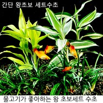 [365수족관] 애란8촉 + 골든 산드리아 2촉 + 산드리아 2촉 키우기 쉬운 간단 수초 세트, 1개