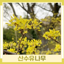 산수유나무 묘목 실생3년생 뿌리묘 5개