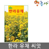 한라유채 씨앗 30g, 단품