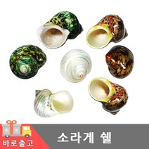 소라게 쉘 화이트 그린 우드 천연쉘 소라집 소라껍질 소라껍데기 은신처 집 전용쉘 어항 장식 기르기 키우기