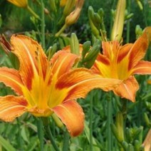 모종-원추리 2-3분얼 포트/10개 K2111