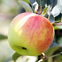 사과나무 묘목 썸머킹 R2cm 결실주(분) 1개/전지후 배송