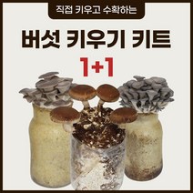 버섯키우기 셀프 키트 1 +1 느타리 표고 버섯 집에서, 느타리버섯 + 고기느타리버섯