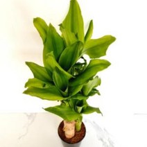 황금죽(소) 3촉식물 연화죽 실내공기정화식물 집에서, A^상품선택B^