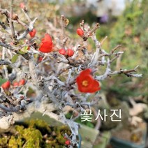 콩플라워 장수매화 야생화 노지윌동가능280