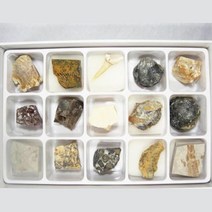 초등과학 관찰학습 조개류 화석표본세트 상어이빨 연구용 전시용 교육기관