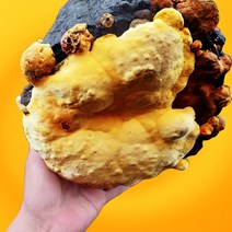 커스마일 2년산 장수 상황버섯 산지직송 200g, 1개