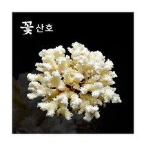 꽃산호 [대], 단품