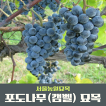 서울농원묘목/포도나무 묘목 캠벨 거봉 MBA(머루포도) 샤인머스켓 삽목1년생 120L포트묘 과실수 유실수, 캠벨 삽목1년