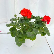 청년농부 이쁜 제라늄 (페라고늄) 3색 이쁜꽃 핑크꽃 빨간꽃 향기좋은꽃, 빨강, 1개