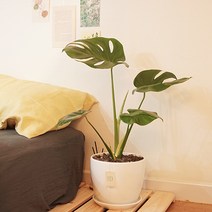 몬스테라 대형 키우기 쉬운 실내 식물 플랜테리어 서울경기인천 배송, 이태리 데로마 토분, 이태리토분받침, 러블리
