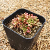 [다육식물]소인제금, 1개