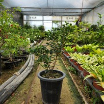 식물사랑꽃농원 은목서