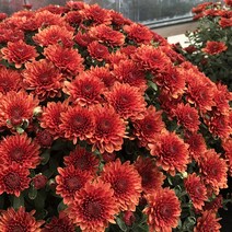 [어린모종]국화(가든멈) : 8cm분, 파라디소 오렌지, 1개