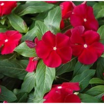 가드닝용 예쁜 일일초 로즈 종자 20립 화분키우기 가을에심는꽃씨앗 파종