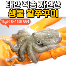 [당일조업] 안군수산 서해안 가을 생물 활 쭈꾸미 500g 1kg, 1. 생물 활 쭈꾸미 500g (4~8미)