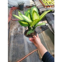 30~40cm 원종 디펜바키아 마리안느 중품 69
