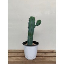 35~60cm 알통 용신목 용심목 중대품 자구1개이상 249, 1개