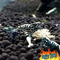 청룡 피쉬본(3마리) 비쉬림프 애완 관상용 새우 키우기