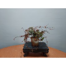 좀마삭 분재