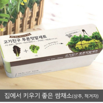 집에서키우기좋은채소 상추 적겨자 삼겹살 채소키우기 베란다텃밭 쌈채소 고기친구 텃밭세트, 상추&적겨자