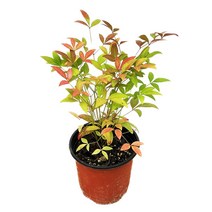 남천 소품 1개 노지월동 야생화 단풍