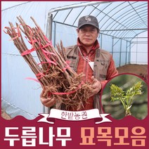 두릅 나무 묘목 가시 참 두릅 민 두릅 헛개나무 1-3년생 약용수, 참두릅 2년생