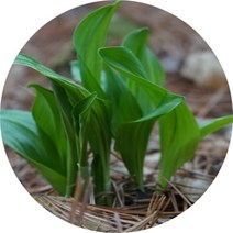 산마늘 명이나물 3.5치3포트분 야생화