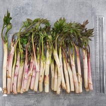 강원도 손질 눈꽃 땅두릅 산지직송 향긋한 봄나물 당일손질 업소용 가정용, 500g