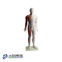 전신 경혈(대) 모형