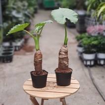 꽃백화점 알로카시아 소품 75