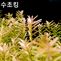 [수초킹] 로탈라 플라워, (특가) 20촉