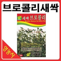 새싹브로콜리씨앗- 브로콜리싹 브로콜리씨앗 새싹채소 새싹씨앗 학습용 실험용 사계절 재배가능, 새싹유채