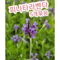 피나타라벤다-5개묶음/지중해 연안이 원산지로 상록 관목으로 자라는 허브