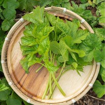 22년 수확 영양 일월산 어수리 나물 무침 나물밥, 어수리나물 1.5kg(3봉)