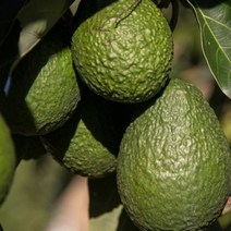 아보카도오일 아보카도1.7KG 특급 고씨네 아보카토, 특급 아보카도 1.7kg