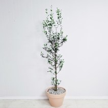 올리브나무 대형 거실 실내인테리어 식물, 서울시, 토분받침