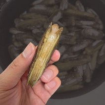 남해안 맛조개 가리맛조개 제철 1kg, 맛조개 1kg, 1개
