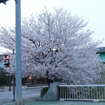착한가격 나무생각 / 왕벚나무 / R4 / 개화주, 주