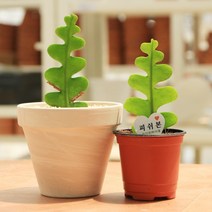 대성식물 생선뼈 피쉬본 선인장 다육식물 화이트 토분 11호, 02. 생선뼈선인장(토분식재), 1개