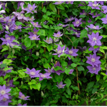 클레마티스 바이유 [1포트](복남이네 야생화 으아리 덩굴 clematis) 키작은 관목형