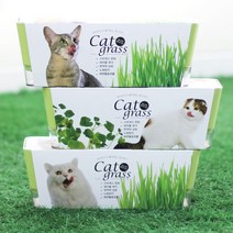 투톤 캣그라스 고양이 헤어볼 소화 촉진, ★본상품선택☆ 귀리, ★본상품선택☆ 본상품선택