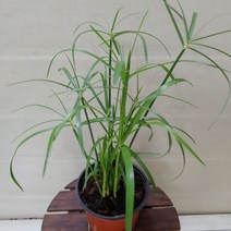 [성심] 시페루스040